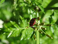 Punaise (ph. Mrugala F., Limonest, Mont Verdun, mai 2017)(1)